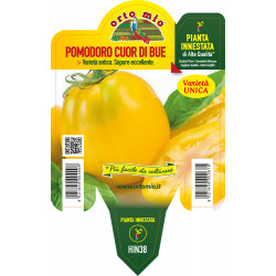 Pomodoro cuore giallo Cuore...