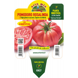 Pomodoro rosa di Sorrento...