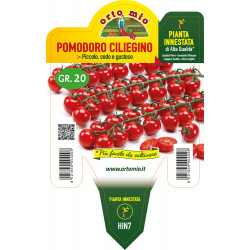 Pomodoro Ciliegino dolce...