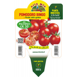 Pomodoro Ciliegino Bingo F1