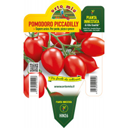 Pomodoro vesuviano...