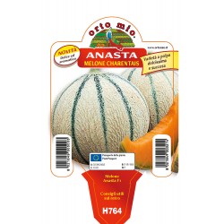 Melone cantalupo Charentais...