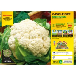 Cavolfiore Invernale