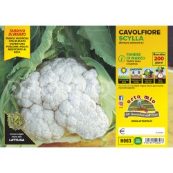 Cavolfiore fanese di marzo...