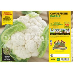 Cavolfiore tardivo di...