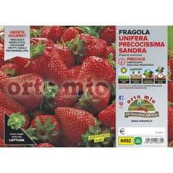 Fragola unifera precoce Sandra