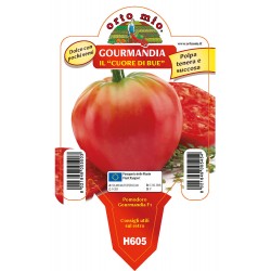 Pomodoro cuore di bue vaso