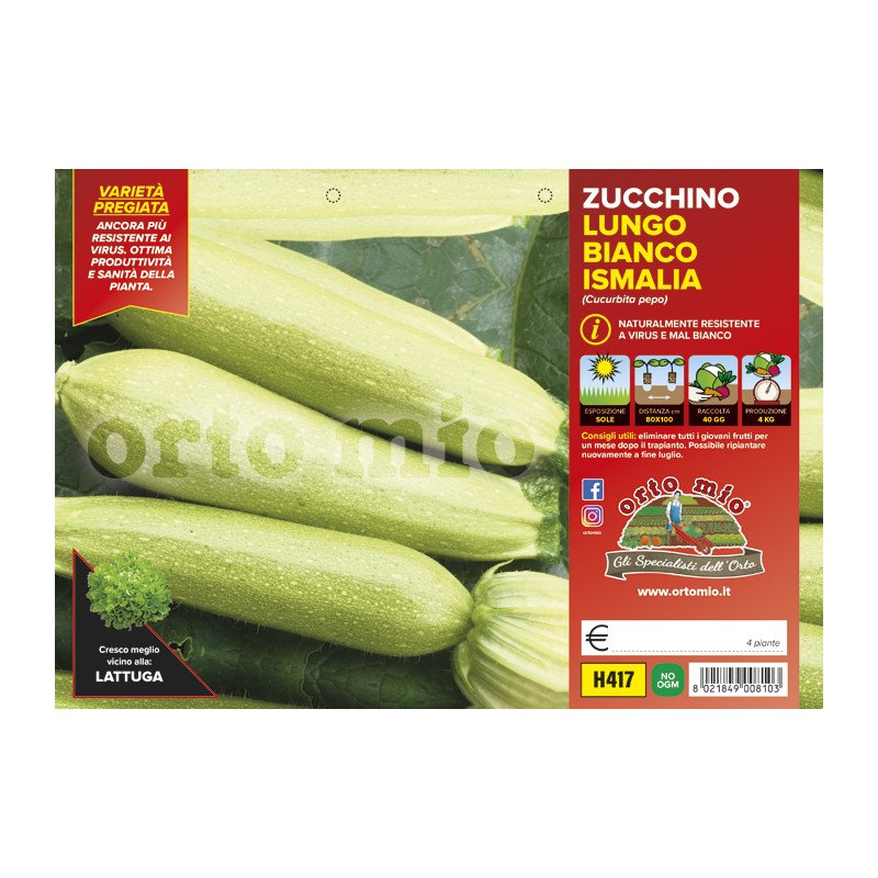 Zucchino bianco