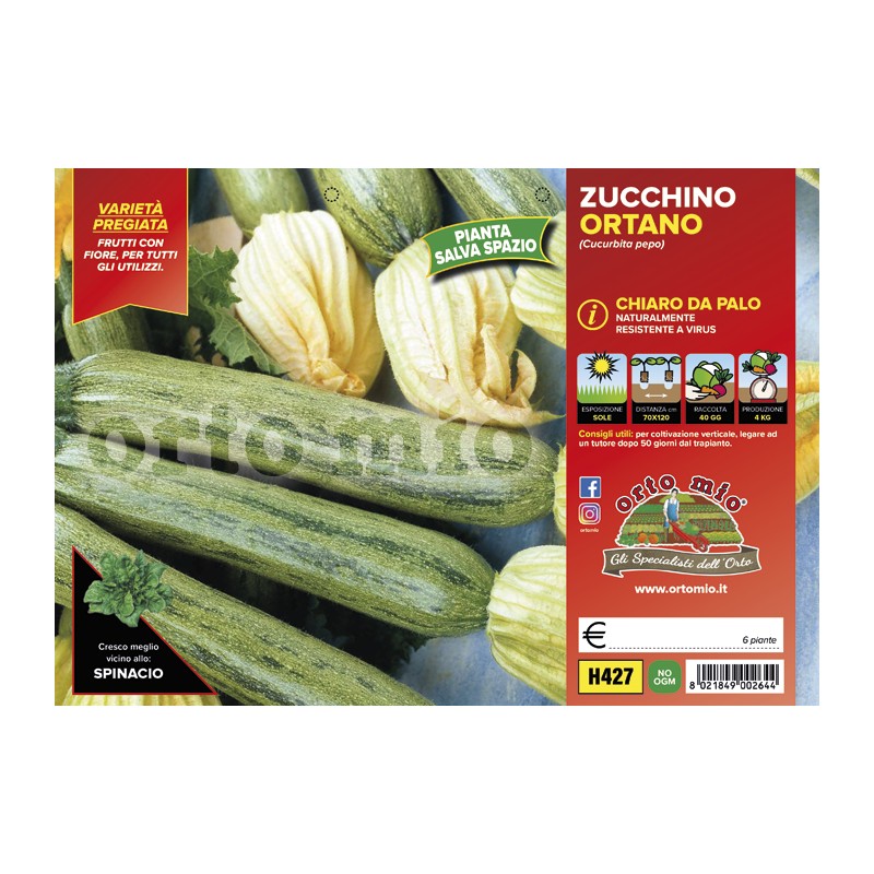 Zucchino chiaro da palo