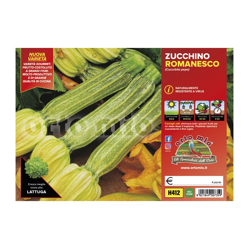 Zucchino romanesco