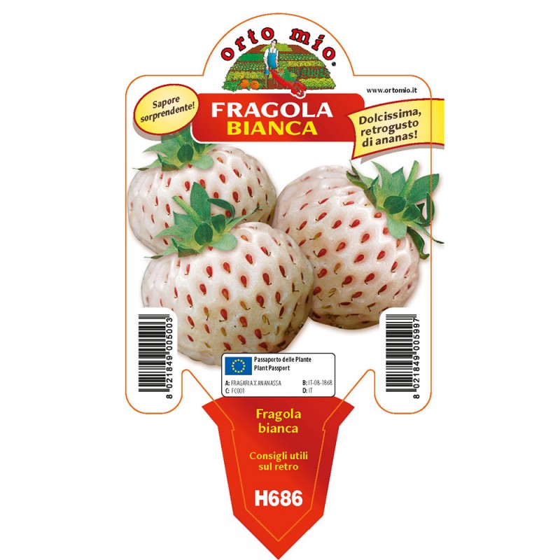 Fragola bianca