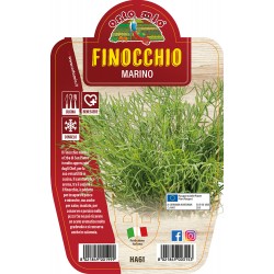 Finocchio Marino