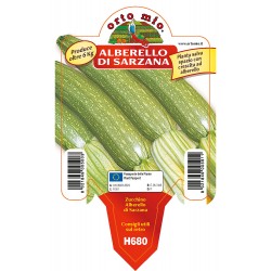 Zucchino alberello vaso