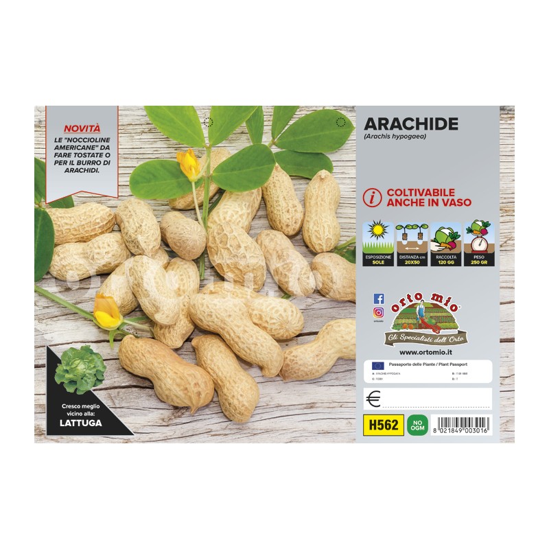Arachide