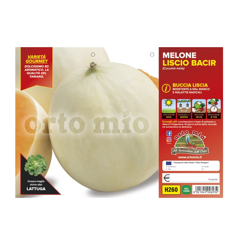 Melone liscio