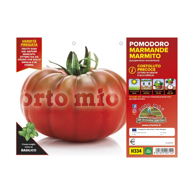 costoluto marmande