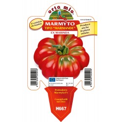 costoluto marmande vaso