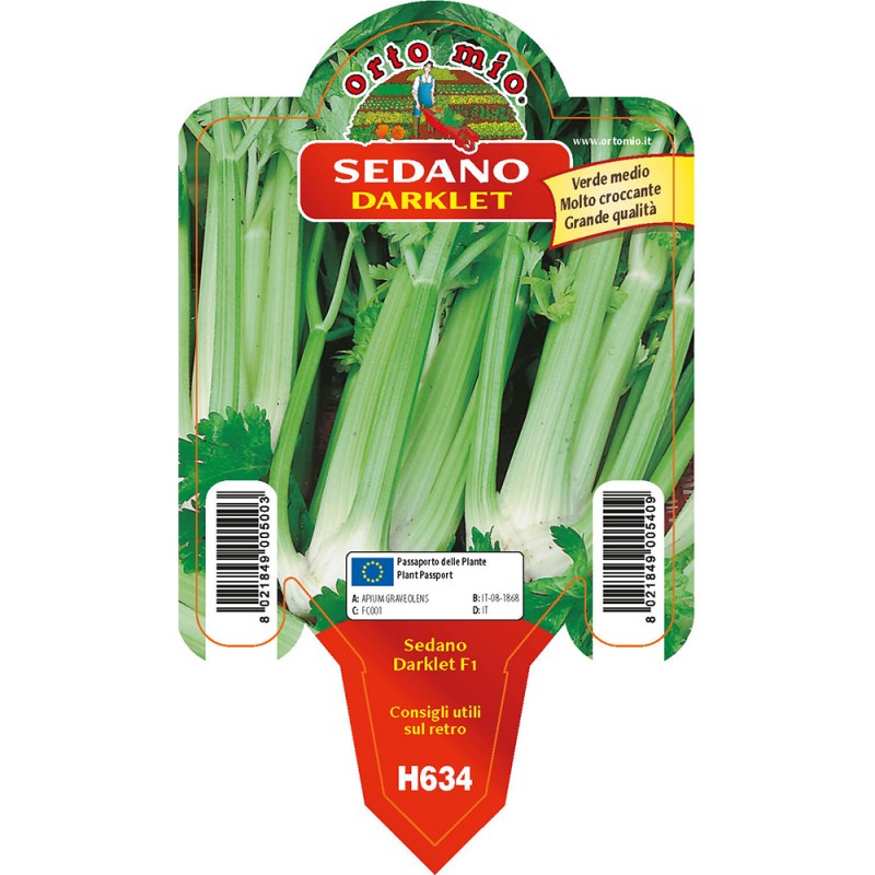 Sedano verde vaso