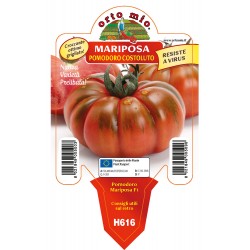 Pomodoro costoluto Maryposa F1