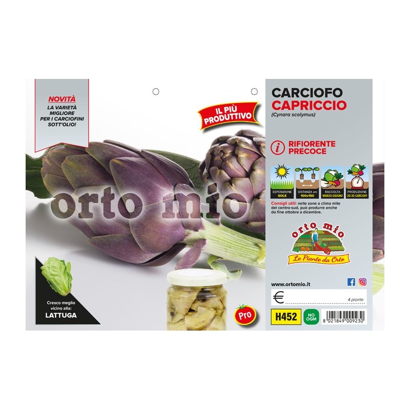 Carciofo violetto rifiorente precoce Capriccio