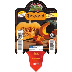 zucca casta Zuccurì