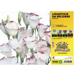 Lisianthus