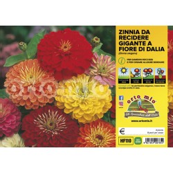 Zinnia