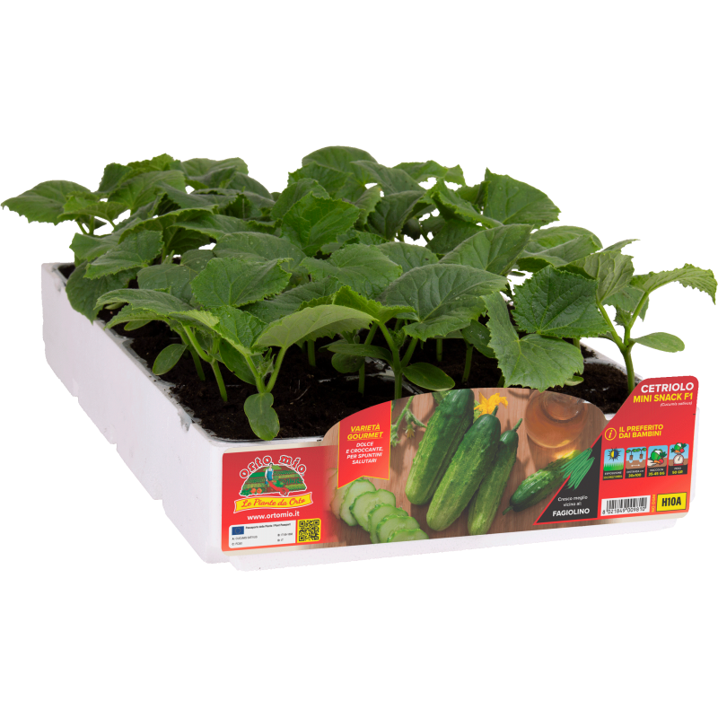 Cetriolo snack piccolo Prymus F1