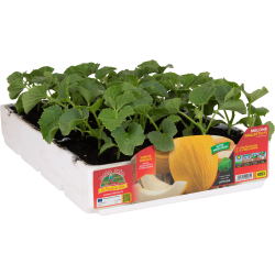 Melone Gialletto F1