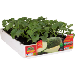 Melone Verde da inverno F1