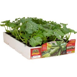 Zucchino chiaro da palo Stratos F1