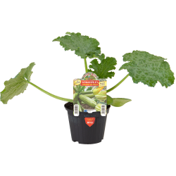Zucchino chiaro da palo Stratos F1  vaso