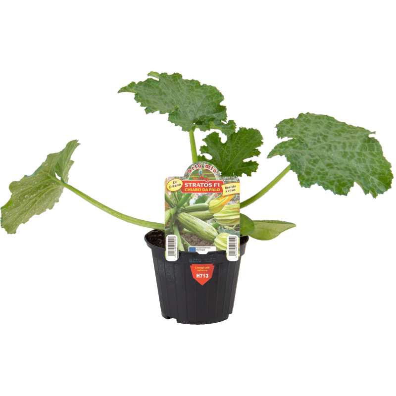 Zucchino chiaro da palo Stratos F1  vaso