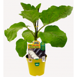 Melanzana lunga senza semi F1