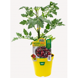 Pomodoro Datterino blu F1