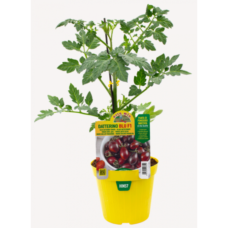 Pomodoro Datterino blu F1