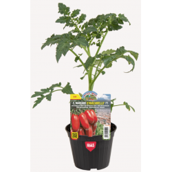 Mini San Marzano O'Marzaniello F1