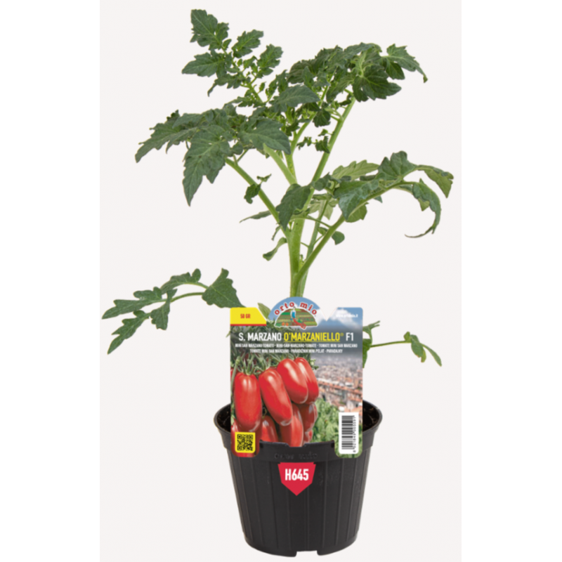 Mini San Marzano O'Marzaniello F1