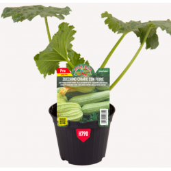 Zucchino Chiaro con fiore F1