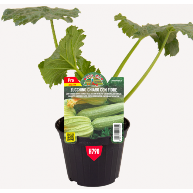 Zucchino Chiaro con fiore F1