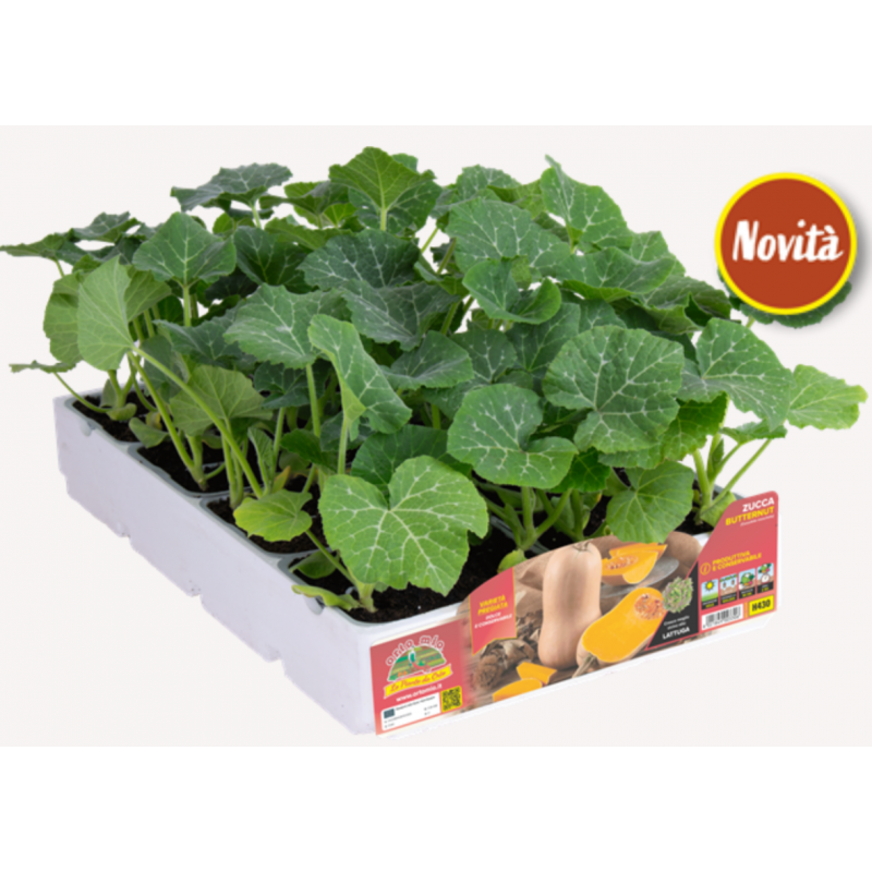 Zucca Butternut F1