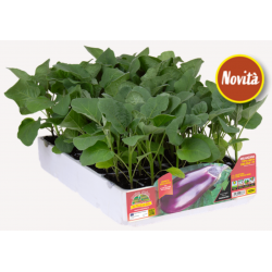 Melanzana tipo Seta F1