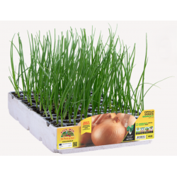 Cipolla Dorata Gigante F1