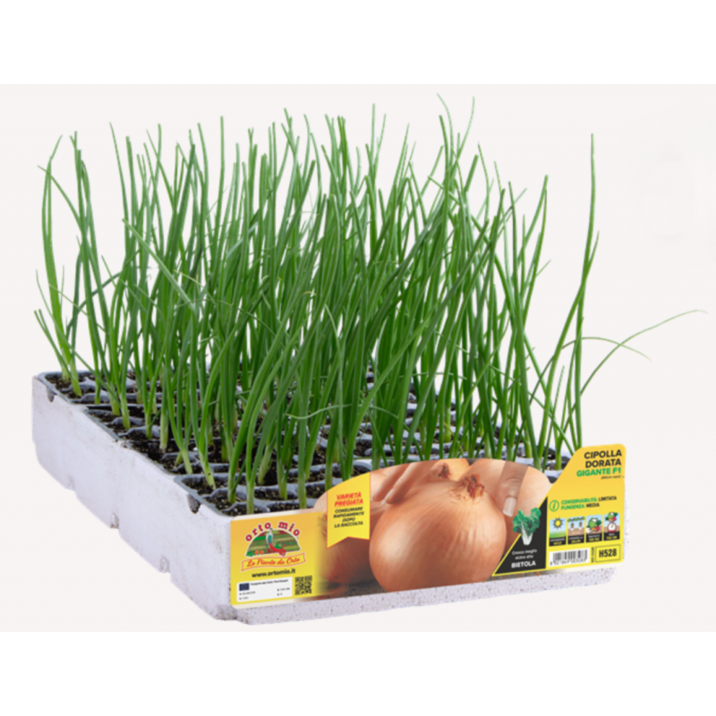 Cipolla Dorata Gigante F1