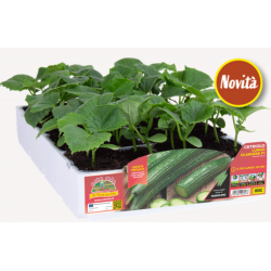 Cetriolo Lungo Olandese F1