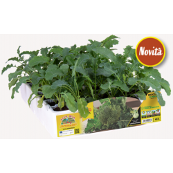 Broccolo di Natale (100 giorni)