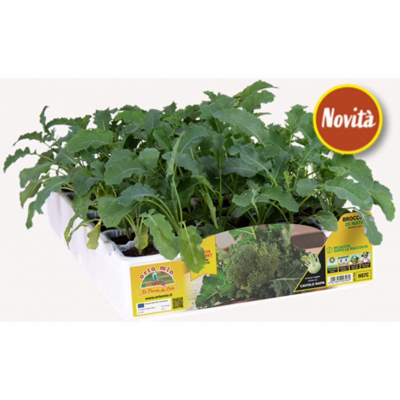 Broccolo di Natale (100 giorni)