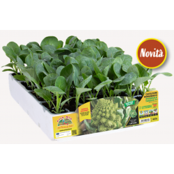 Cavolfiore Romanesco invernale tardivo F1