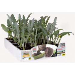 Carciofo Violetto rifiorente precoce F1