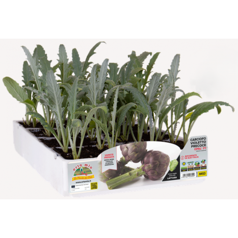 Carciofo Violetto rifiorente precoce F1